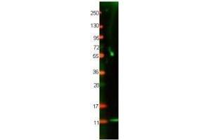 Western blot using  protein-A purified anti-Cat IL-8 antibody shows detection of recombinant Cat IL-8 at 8. (IL-8 Antikörper)