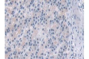 IHC-P analysis of Rat Stomach Tissue, with DAB staining. (PDE4B Antikörper  (AA 500-736))