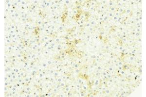 ABIN6274953 at 1/100 staining Mouse liver tissue by IHC-P. (CHST13 Antikörper  (Internal Region))