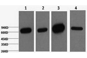 Western Blot analysis of 1) HepG2, 2) 293T, 3) Mouse brain, 4) Rat brain using Lamin B1 Monoclonal Antibody at dilution of 1:5000. (Lamin B1 Antikörper)