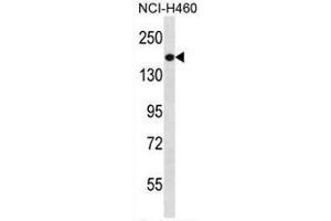 PREX1 Antibody (C-term) western blot analysis in NCI-H460 cell line lysates (35µg/lane). (PREX1 Antikörper  (C-Term))