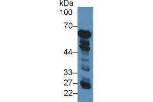 Western Blot; Sample: Human Liver lysate; Primary Ab: 3µg/ml Rabbit Anti-Human GDH Antibody Second Ab: 0. (GLUD1 Antikörper  (AA 334-556))