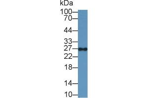 Western Blot; Sample: Human Hela cell lysate; Primary Ab: 1µg/ml Rabbit Anti-Human GMNN Antibody Second Ab: 0. (Geminin Antikörper  (AA 1-209))