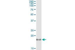 Western Blotting (WB) image for anti-Interleukin 1 Receptor Antagonist (IL1RN) (AA 1-159) antibody (ABIN517006)
