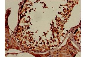 IHC image of ABIN7152317 diluted at 1:150 and staining in paraffin-embedded human testis tissue performed on a Leica BondTM system. (XPO1 Antikörper  (AA 625-845))