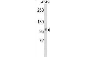 Western Blotting (WB) image for anti-Pleckstrin Homology Domain Containing, Family G (With RhoGef Domain) Member 5 (PLEKHG5) antibody (ABIN2999344) (PLEKHG5 Antikörper)