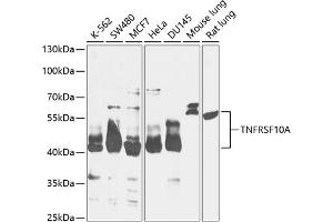 Western blot analysis of extracts of various cell lines, using TNFRSF10A antibody (ABIN6127583, ABIN6149301, ABIN6149303 and ABIN6216204) at 1:1000 dilution. (TNFRSF10A Antikörper  (AA 269-468))