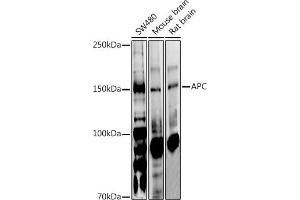 Western blot analysis of extracts of various cell lines, using APC antibody (ABIN1678689, ABIN1678690, ABIN5664154 and ABIN6219837) at 1:1000 dilution. (APC Antikörper  (AA 2544-2843))