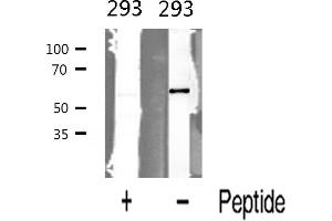 Western blot analysis of BMP6 expression in 293 cells (BMP6 Antikörper  (Internal Region))