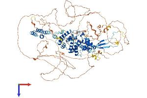 SEC16B Protein (AA 1-1060) (His tag)
