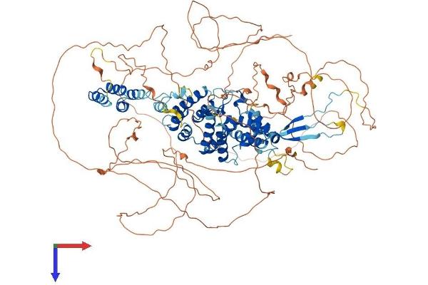 SEC16B Protein (AA 1-1060) (His tag)
