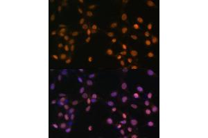Immunofluorescence analysis of NIH/3T3 cells using c-Jun antibody (ABIN3020776, ABIN3020777, ABIN1513116 and ABIN6213718) at dilution of 1:100. (C-JUN Antikörper  (AA 1-70))