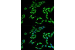 Immunofluorescence analysis of HeLa cells using PHLDA2 antibody (ABIN5973675).