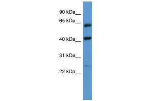 Western Blotting (WB) image for anti-G Protein-Coupled Receptor, Family C, Group 5, Member B (GPRC5B) (N-Term) antibody (ABIN929351)
