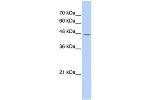 TAF7L antibody used at 1 ug/ml to detect target protein. (TAF7L Antikörper)