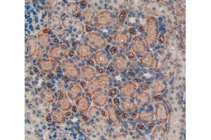 IHC-P analysis of kidney tissue, with DAB staining. (LIFR Antikörper  (AA 642-791))