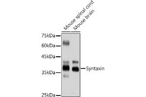 Western blot analysis of extracts of various cell lines, using Syntaxin antibody (ABIN7270685) at 1:1000 dilution. (Syntaxin 1B Antikörper)