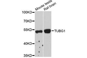 Western blot analysis of extracts of various cell lines, using TUBG1 antibody (ABIN1882342) at 1:1000 dilution. (TUBG1 Antikörper)