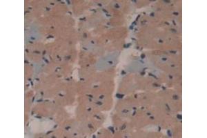 IHC-P analysis of Mouse Tissue, with DAB staining. (MTTP Antikörper  (AA 28-459))