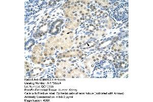 Human kidney (SMARCE1 Antikörper  (N-Term))