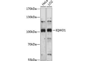 Western blot analysis of extracts of various cell lines, using IQWD1 antibody (ABIN7266684) at 1:1000 dilution. (DCAF6 Antikörper  (AA 460-650))