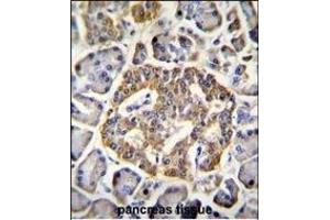 GRIN2A Antibody (C-term) (ABIN655337 and ABIN2844902) immunohistochemistry analysis in formalin fixed and paraffin embedded human pancreas tissue followed by peroxidase conjugation of the secondary antibody and DAB staining. (NMDAR2A Antikörper  (C-Term))