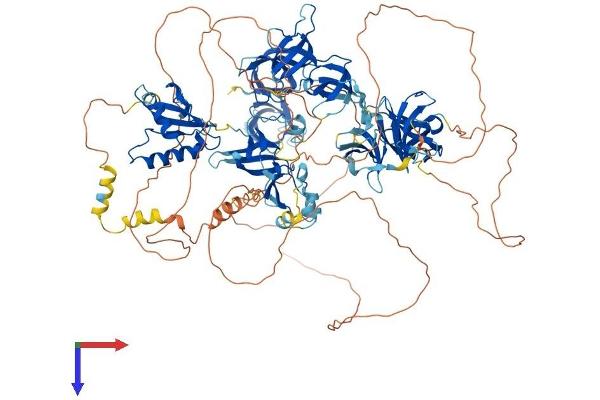 SUPT5H Protein (AA 1-1087) (His tag)