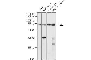 Western Blotting (WB) image for anti-Selectin L (SELL) (AA 1-100) antibody (ABIN3022264)