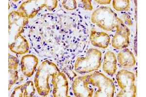 Immunohistochemistry of paraffin-embedded human kidney tissue using ABIN7147549 at dilution of 1:100