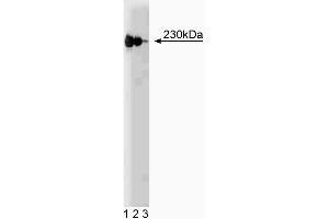 Western blot analysis of p230 trans-Golgi on a HeLa lysate. (p230 Trans Golgi (AA 2063-2179) Antikörper)