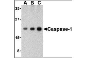 Western Blotting (WB) image for anti-Caspase 1 (CASP1) (C-Term) antibody (ABIN1030315) (Caspase 1 Antikörper  (C-Term))