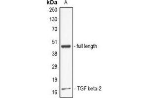 Western blot analysis of TGF beta 2 expression in full lenth TGFB2 recombinant protein (A) whole cell lysates. (TGFB2 Antikörper)