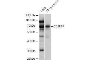 Western blot analysis of extracts of various cell lines, using CD3EAP antibody (ABIN7266194) at 1:1000 dilution. (CD3EAP Antikörper  (AA 1-170))