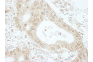 Immunohistochemistry (IHC) image for anti-TIP41-like protein (TIPRL) (C-Term) antibody (ABIN7448836) (TIPRL Antikörper  (C-Term))