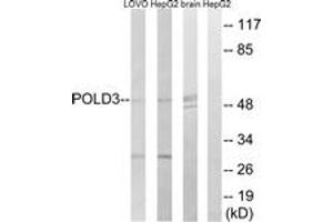 Western blot analysis of extracts from LOVO/HepG2/mouse brain cells, using POLD3 Antibody. (POLD3 Antikörper  (AA 411-460))