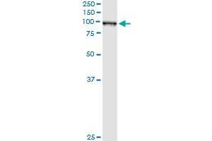 Western Blotting (WB) image for anti-Glutaminyl-tRNA Synthetase (QARS) (AA 677-776) antibody (ABIN598566) (QARS Antikörper  (AA 677-776))