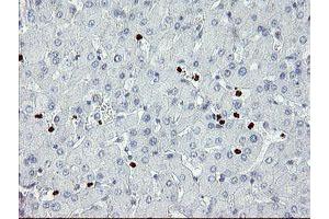 Image no. 2 for anti-Zinc Finger Protein 365 (ZNF365) (AA 108-407) antibody (ABIN1490827) (ZNF365 Antikörper  (AA 108-407))