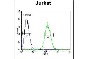 Flow cytometric analysis of Jurkat cells (right histogram) compared to a negative control cell (left histogram). (ETS1 Antikörper  (N-Term))