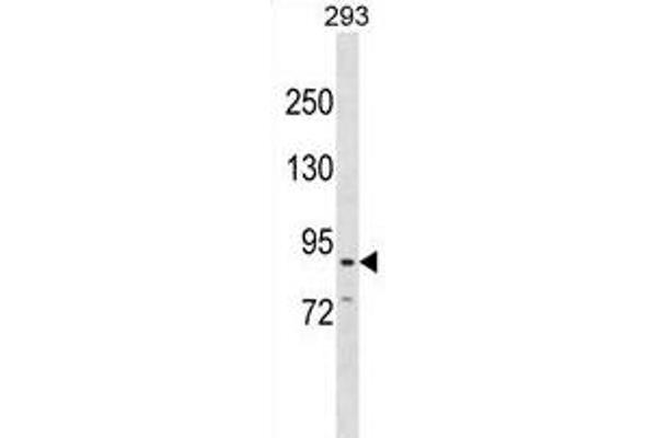 CDH26 Antikörper  (C-Term)