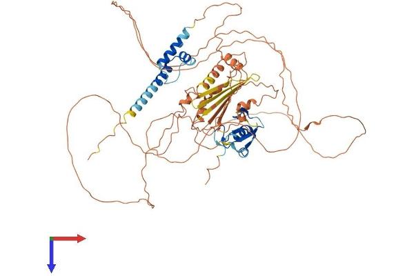 RNF6 Protein (AA 1-667) (His tag)