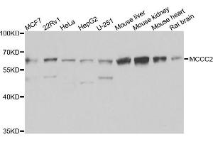 Western blot analysis of extracts of various cells, using MCCC2 antibody. (MCCC2 Antikörper)