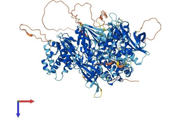 TYK2 Protein (AA 1-1187) (His tag)