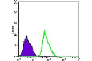 Flow cytometric analysis of PC-2 cells using PRKAA1 mouse mAb (green) and negative control (purple). (PRKAA1 Antikörper)