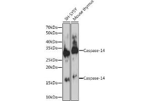 Western blot analysis of extracts of various cell lines, using Caspase-14 Rabbit mAb (ABIN7266113) at 1:1000 dilution. (CASP14 Antikörper)