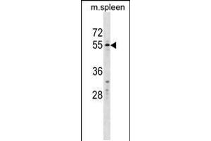 Western blot analysis in mouse spleen tissue lysates (35ug/lane). (WFIKKN2 Antikörper  (C-Term))