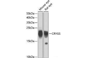 Western blot analysis of extracts of various cell lines using CRYGS Polyclonal Antibody at dilution of 1:4000. (CRYGS Antikörper)