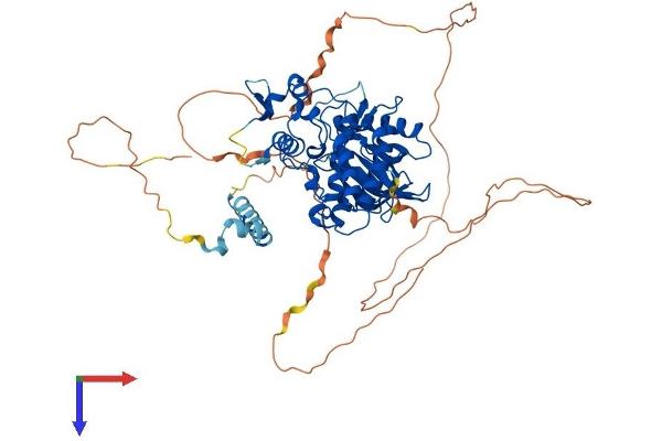 DYRK1B Protein (AA 1-629) (His tag)
