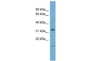 WB Suggested Anti-NEGR1 Antibody Titration: 0. (NEGR1 Antikörper  (N-Term))