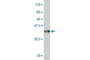 Western Blotting (WB) image for anti-G Protein-Coupled Receptor 135 (GPR135) (AA 391-493) antibody (ABIN2565570)