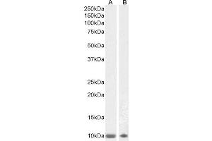 ABIN4902756 (1µg/ml) staining of Human Olfactory Bulb (A) and Cerebellum (B) lysates (35µg protein in RIPA buffer). (S100B Antikörper)